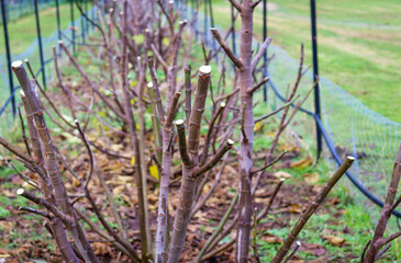 Fototapeta premium fruit trees in orchard trimmed in winter