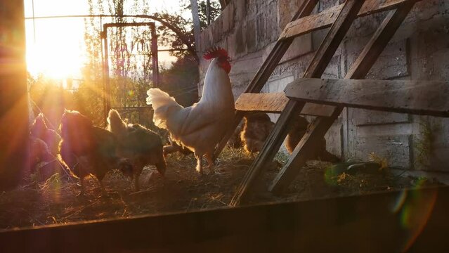 A large white country rooster flapped its wings and flew up to the stairs. Chicken coop outdoors in sunset sunlight. Flying domestic rooster. Poultry and agriculture
