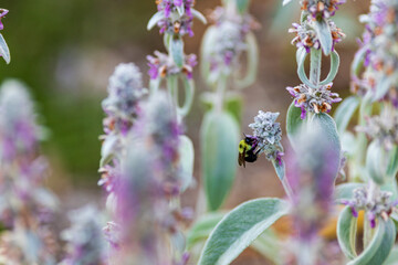Garden Plants and Bees