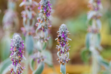 Garden Plants and Bees