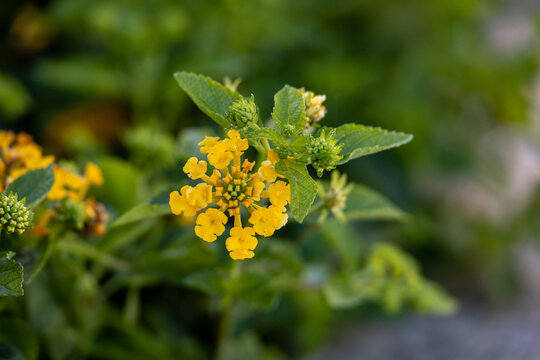 Yellow tropical flower Lantana camara (common lantana), Spanish flag, big-sage, Putush, Kongini, wild-sage, red-sage, white-sage, korsu wiri, korsoe wiwiri, tickberry, Kashi Kothan, West Indian lantan