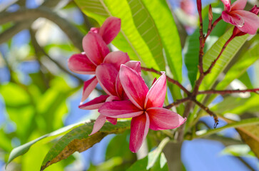 bouquet of red and pink frangipani on tree in the park, blue sky is background