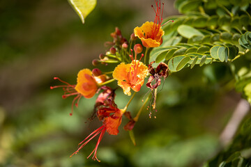 Flowers of the plant Caesalpinia pulcherrima (Fabaceae family) poinciana, peacock flower, red bird of paradise, Mexican bird of paradise, dwarf poinciana, pride of Barbados, flos pavonis and flamboyan
