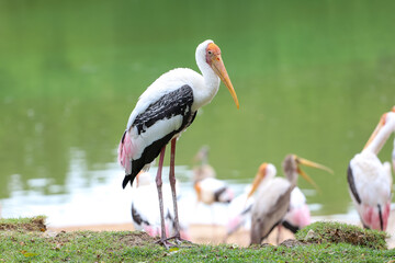 The Painted Stork bird (Mycteria leucocephala) in garden