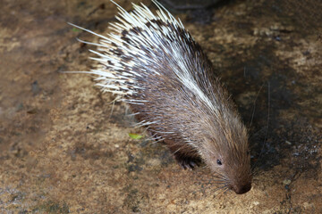 Close up the malayan porcupine animal