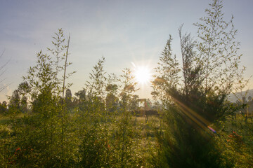 After the sun starts to rise and shines on the green plants