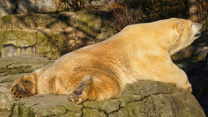 polar bear chillout on a rock sunbathing