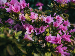 Obraz na płótnie Canvas Azalea flowers