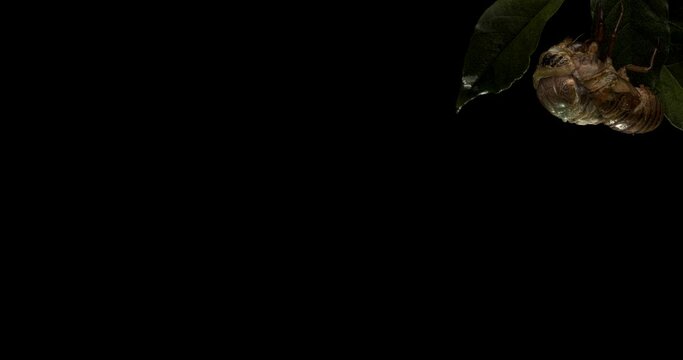 クマゼミ(メス) 熊蝉の羽化の4Kタイムラプス動画