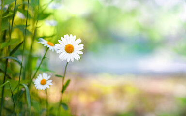 summer watercolor photo with daisies © Ольга Потылицына