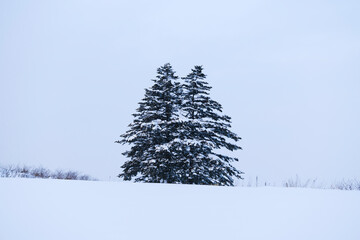 Pine trees in a snow field in winter, Hokkaido, Japan