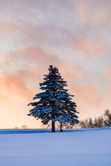 Pine trees in a snow field in winter, Hokkaido, Japan