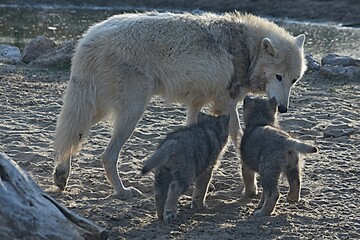 polar wolf she-wolf with little cubs in the aviary of the zoo Nizhny Novgorod Russia