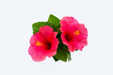 Hibiscus flower on white background.