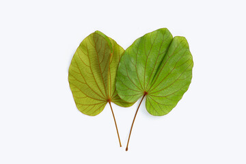 Bauhinia aureifolia or gold leaf bauhinia