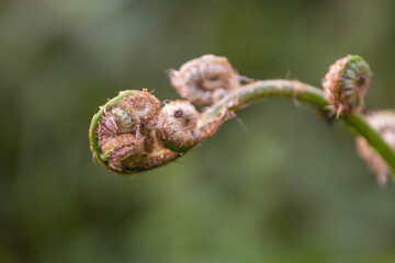 get rid of the ferns that have just grown and are still clumping