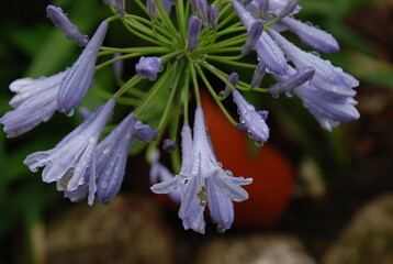 アガパンサスとしずく