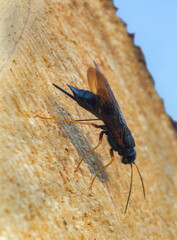 Steely-blue wood wasp, Sirex juvencus laying eggs in fir wood, this insect is considered a pest in...