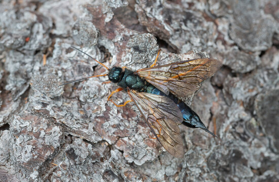 Steely-blue wood wasp, Sirex juvencus on fir bark, this insect can be a pest on coniferous wood