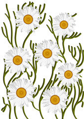 Field flower, chamomile, with leaves no background - obrazy, fototapety, plakaty