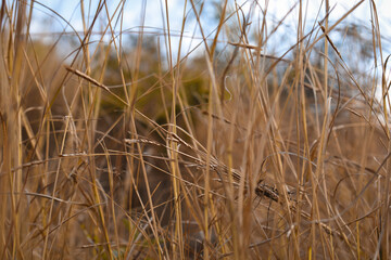 Fototapeta premium Closeup of orange dry grass in summer season