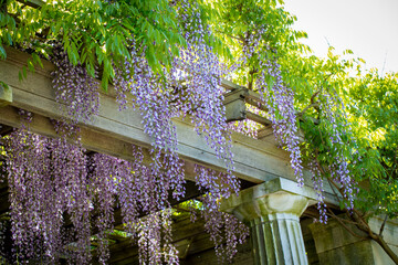 Purple wisteria growing on trellis in a garden