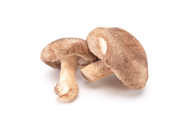Fresh shiitake mushroom isolated on white background