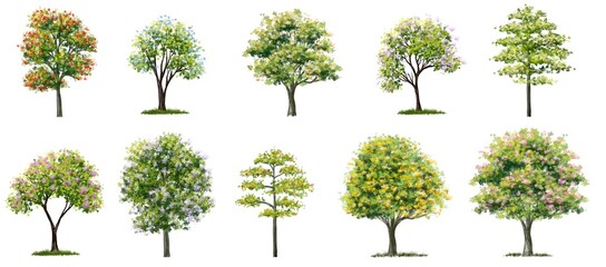 watercolor blooming flower tree or forest side view isolated on white background for landscape and architecture drawing,elements for environment or and garden,botanical element for section 