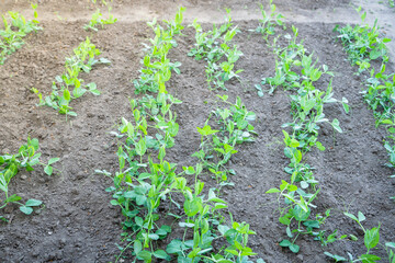Home garden bed with growing green peas in early summer