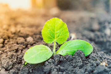 A young green sprout of zucchini with large leaves close-up grows in the soil on a garden bed, in the early morning at sunrise