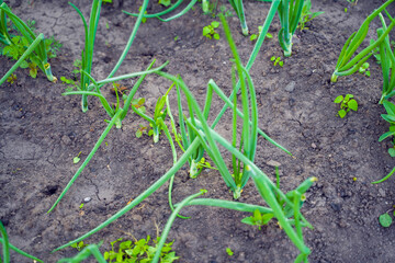 Green onions overgrown with weeds in the bed of a home garden close-up