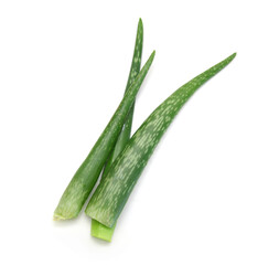 An aged of aloe tree on white background