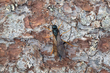 Steely-blue wood wasp, Sirex juvencus on fir bark, this insect can be a pest on coniferous wood