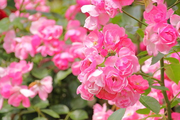 Fototapeta premium ローズガーデンに咲くピンクの薔薇