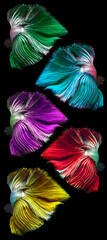 Colorful betta tail, Purple red green blue and yellow Betta fish tail isolated on black background.