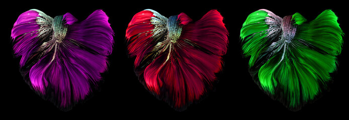 Colorful betta tail, Purple red green Betta fish tail isolated on black background.