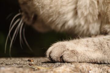 猫の前足