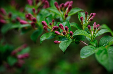 Azalea flower in spring