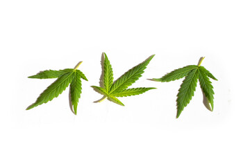 Cannabis plant, Fresh green leaves on white background