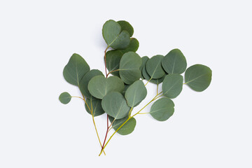 Green leaves of eucalyptus on white