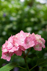 Fototapeta premium 紫陽花