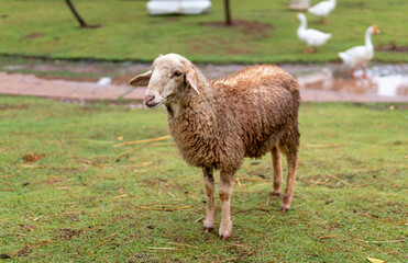 Sheep standing alone in the zoo