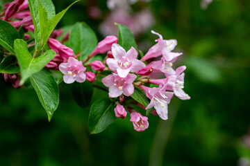 Azalea flower in spring