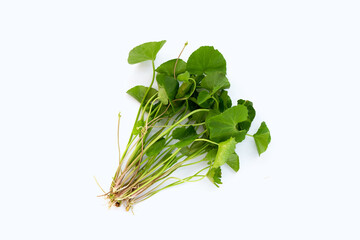Gotu Kola leaves on white background.