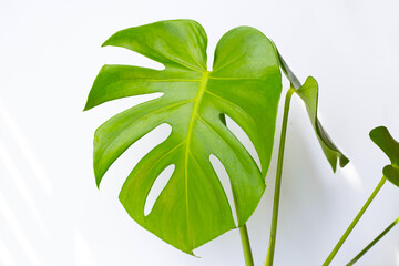 Fototapeta na wymiar Monstera plant leaves on white background.