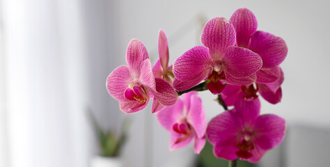 Beautiful blooming orchid in room