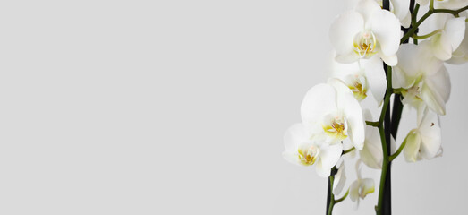 Beautiful orchid flowers on light background with space for text