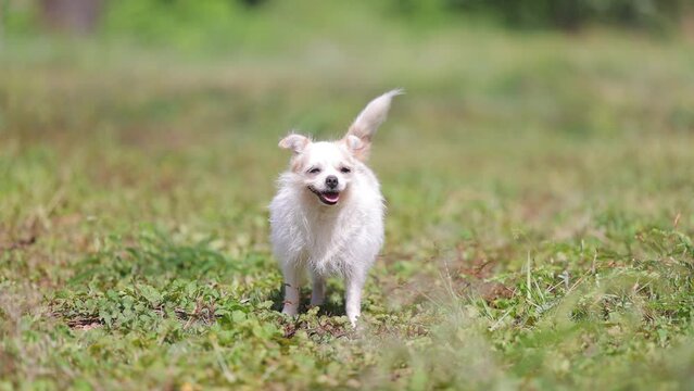 Face smiling dog. White small dog playing outside, happy in summer sunny day, wagging his tail, barking in garden at house. 