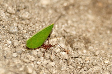 Leafcutter an with a leaf in the Intag Valley outside of Apuela, Ecuador