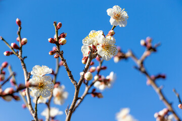 青空と白い梅の花